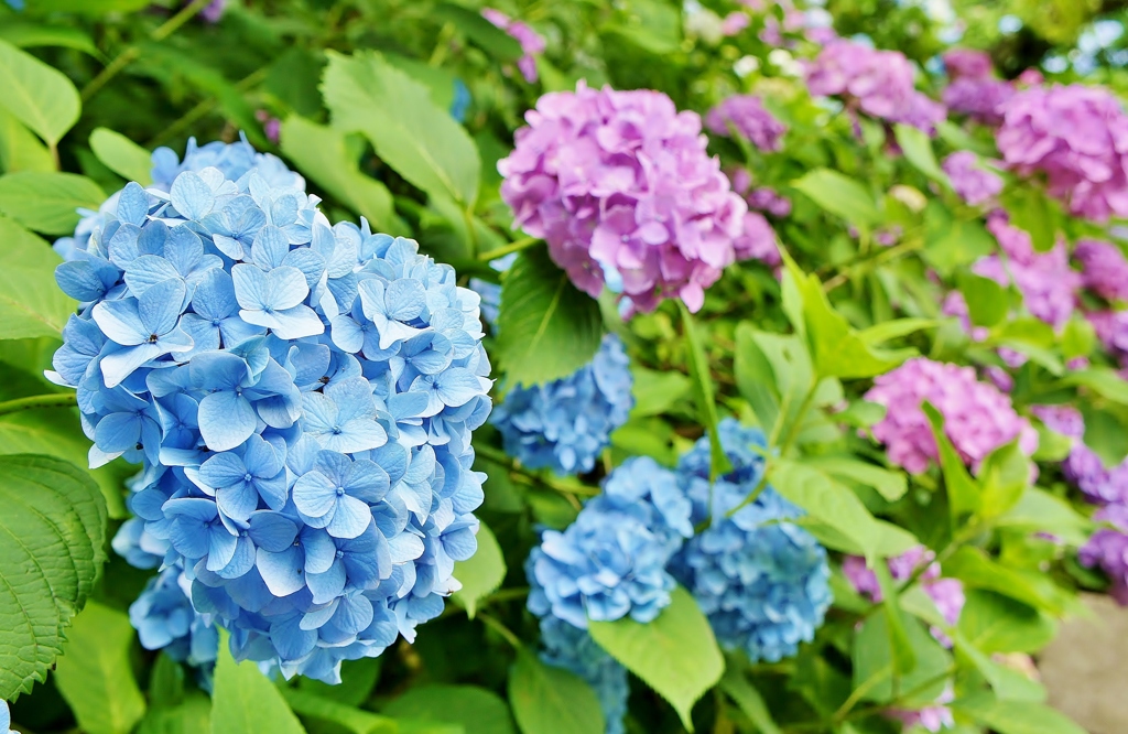 本土寺の紫陽花5