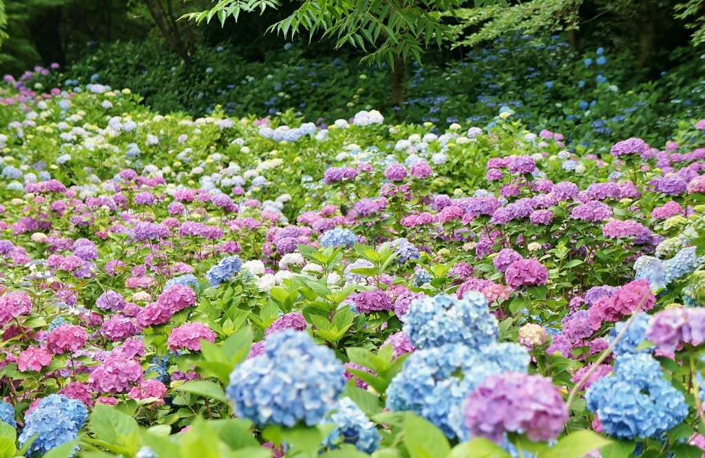 本土寺の紫陽花2