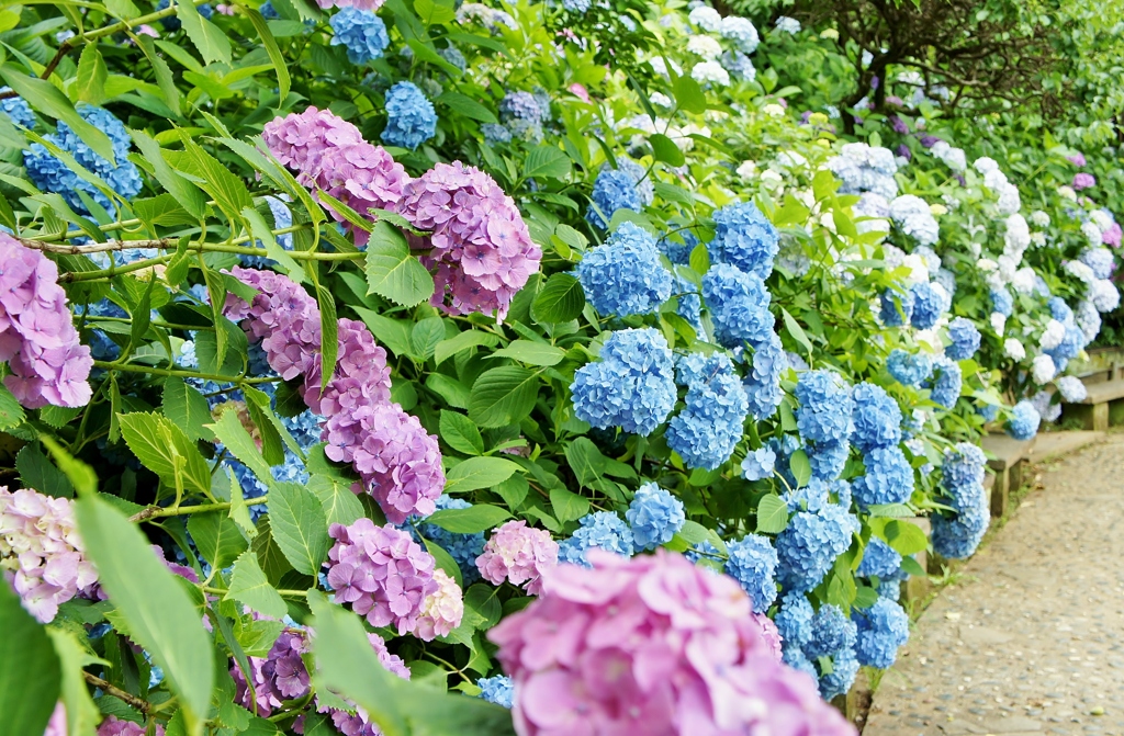 本土寺の紫陽花6