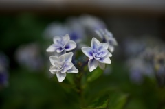 紫陽花（長谷寺）