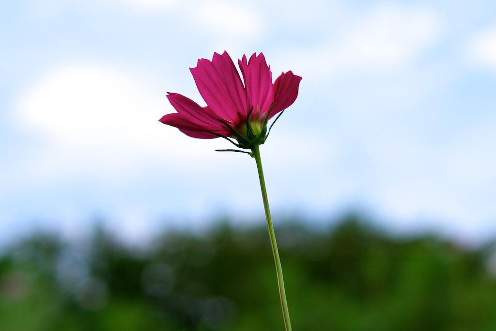 秋桜2