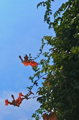 凌霄花