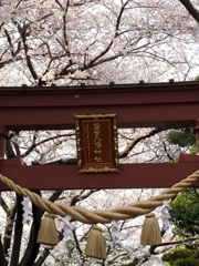 蒲田八幡神社の桜
