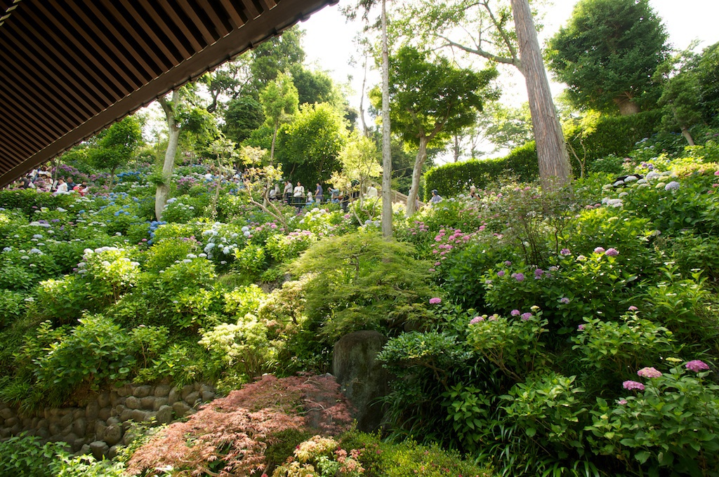 紫陽花群（長谷寺）