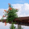 夏2011.8