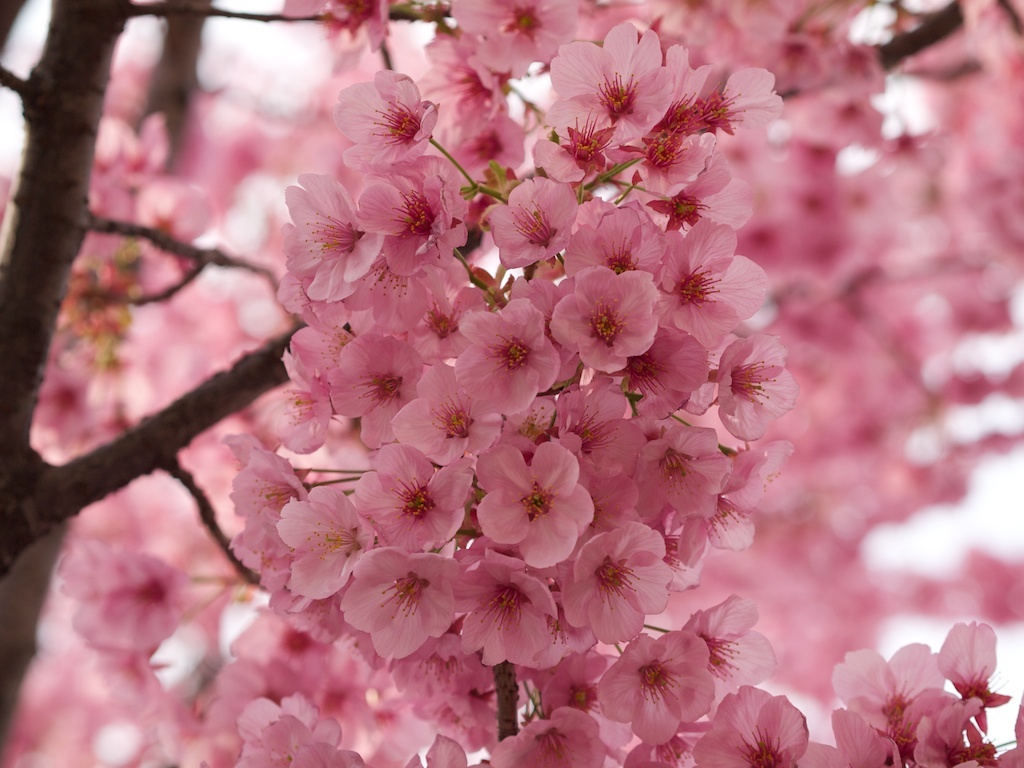 紅桜