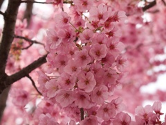 紅桜