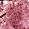 紅桜