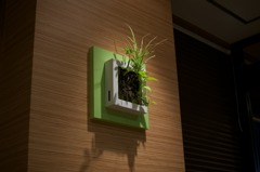 Wall Planter