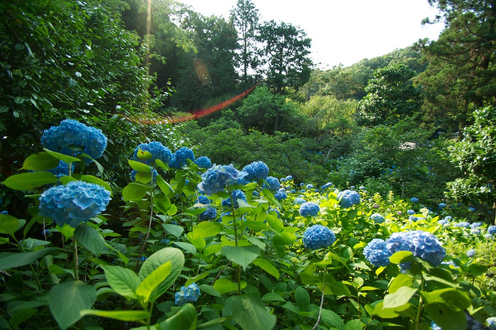 紫陽花群（明月院）