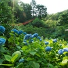 紫陽花群（明月院）