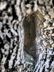 幹のトンネル