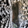 幹のトンネル