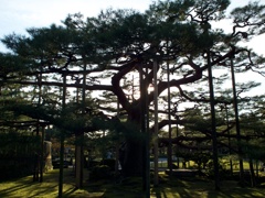 松（兼六園）