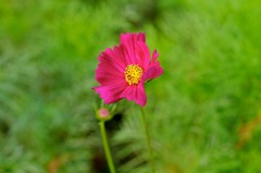 秋桜1