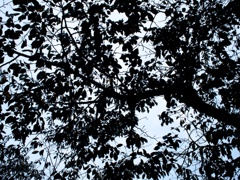 木陰