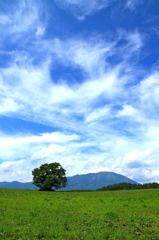 東北にも夏が来ましたよ
