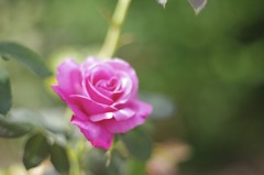 薔薇3