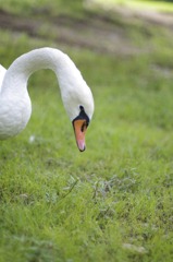 白鳥の草原