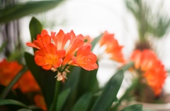 お花