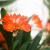 お花