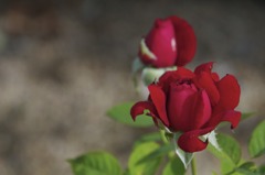 薔薇