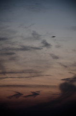 ２匹のイルカと飛行機