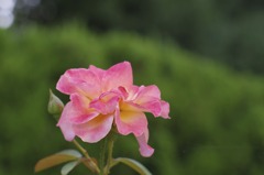 薔薇　2