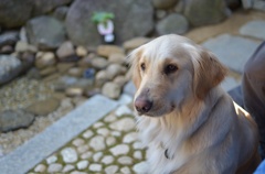 はなーこ