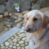 はなーこ