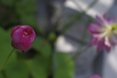 先ゆく花弁、後ひらく花弁