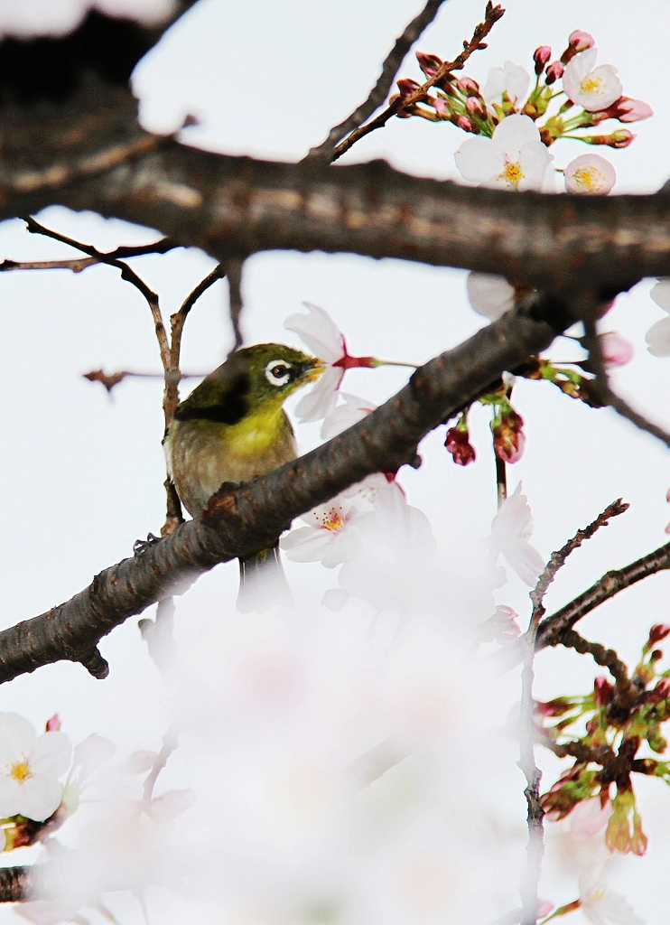 鳥が鳴き花が香る