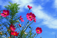 花の微笑み