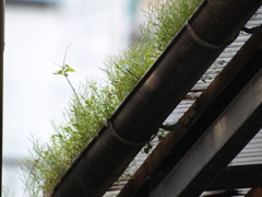 雨どいにこんなに綺麗に