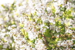 小泉八雲記念公園
