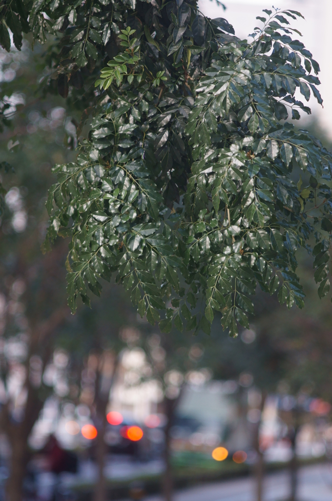 Super-Takumar 3.5/135mm