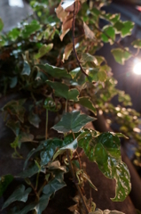 そっと照らされる