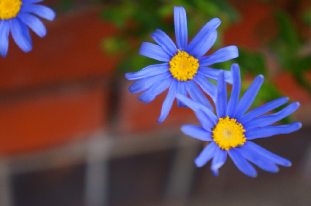 宙に浮く花