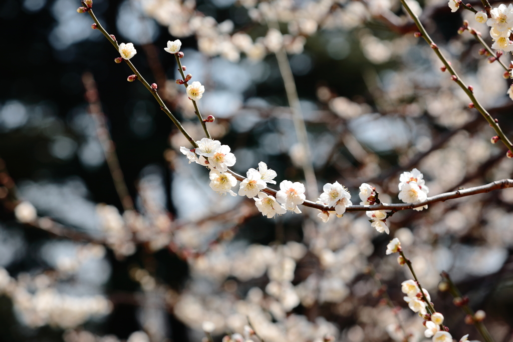 3月上旬　新宿御苑　梅