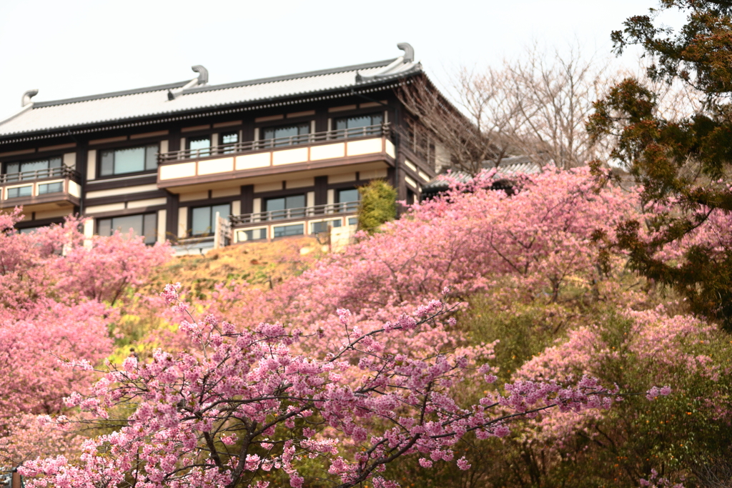 雨引山楽法寺