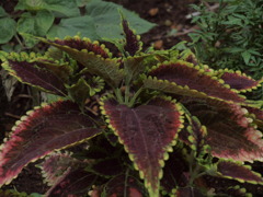 この植物はなんですか？