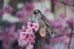 桜とムクドリ