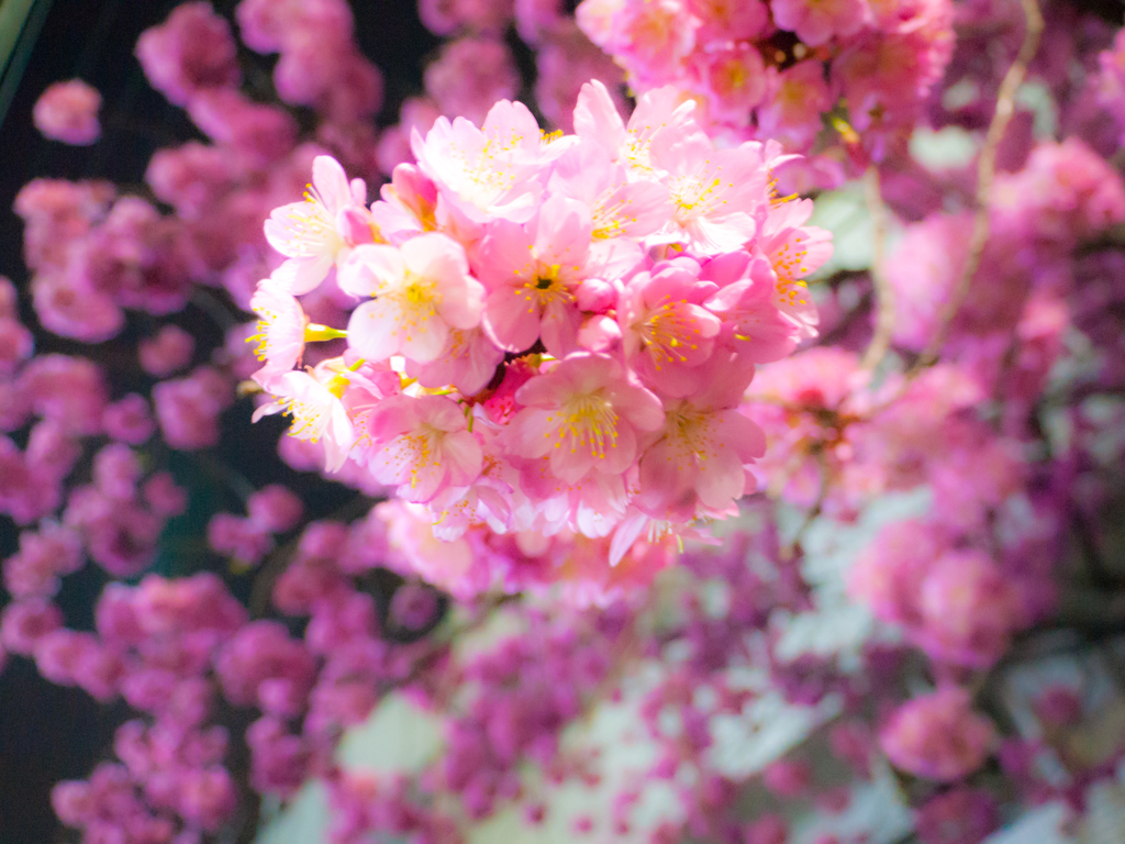 よっ！さくら！！(夜桜)