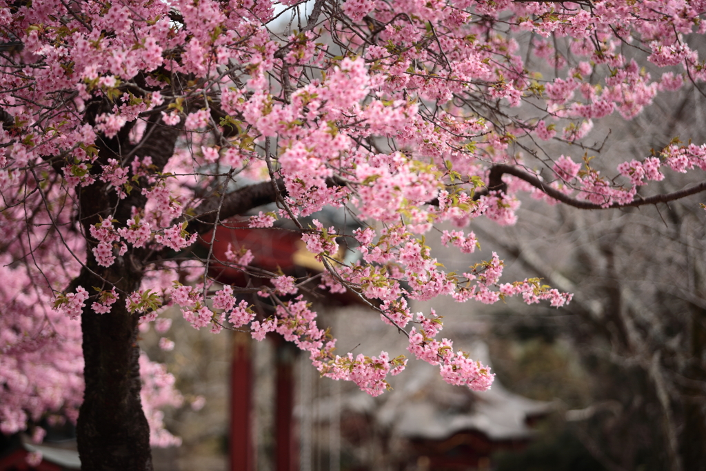 桜