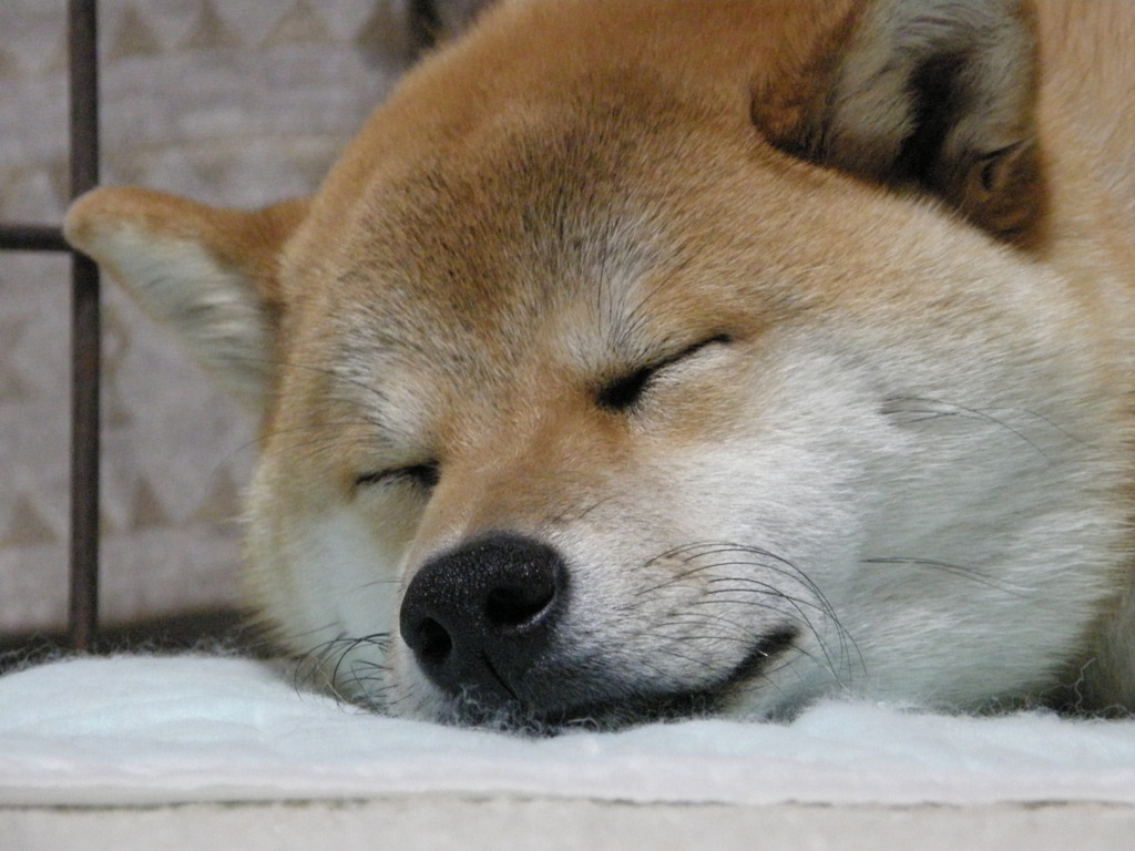 うたた寝