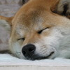 うたた寝