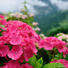 山里のアジサイ