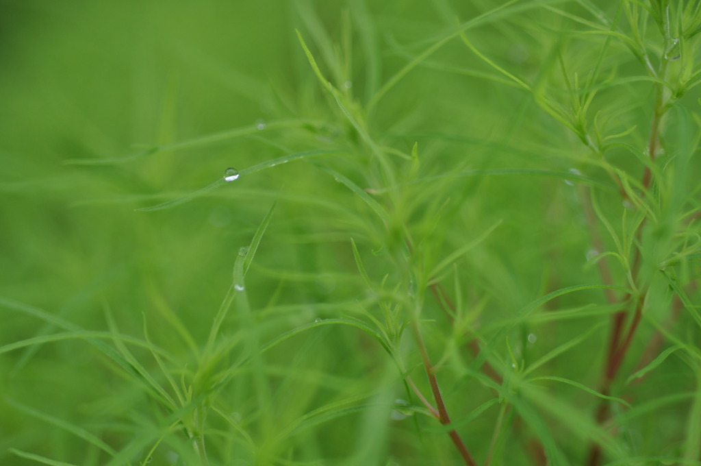 朝露
