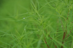 朝露