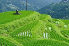 梅雨の晴れ間の棚田